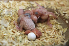 130125 --- Gruppbild av R1, R2, R3, R4, R5 och ägg